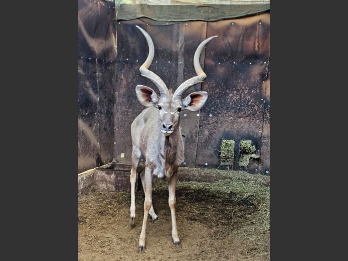 KUDU | HARLOU