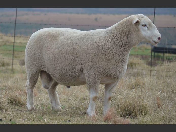 T250161 | TWEE BROERS DORMER STOET