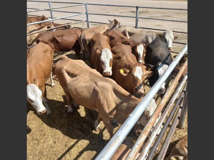 COWS WITH CALVES  | DOLL FARMING PREMIUM AUCTION