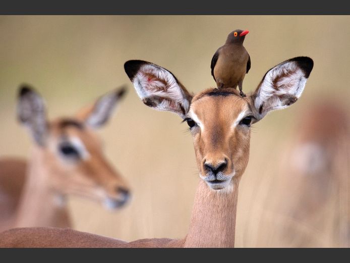 Impala Mixed | Casper De Klerk Wilddienste