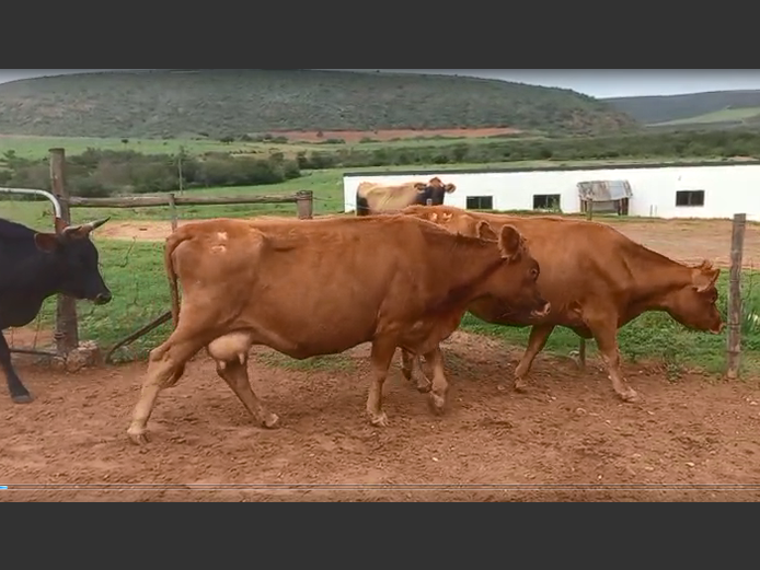 Boran & Angus Koeie