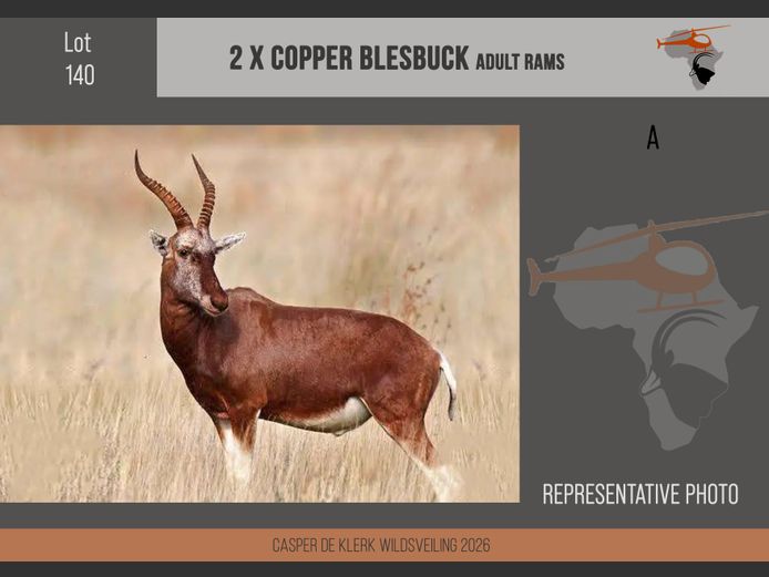 Copper Blesbuck