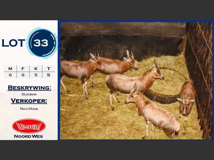 Blesbok