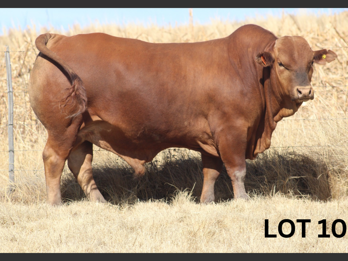PM23 079 | Muirfontein Beefmasters