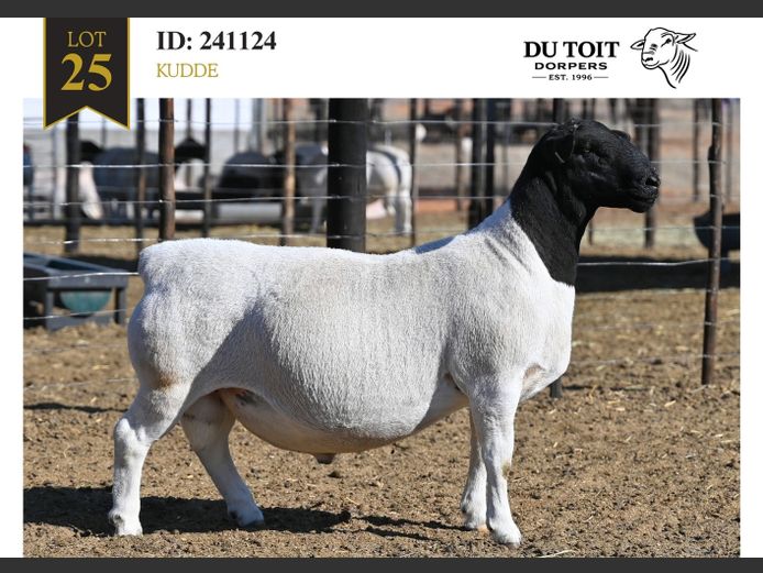 241124 | DU TOIT DORPERS