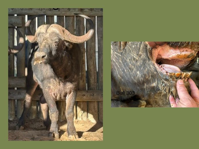 BUFFALO BULL | BUCKLANDS