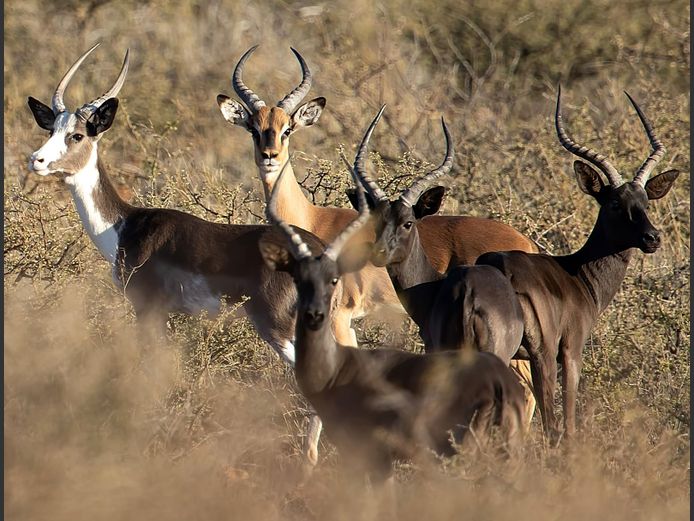 Swart Rooibok Ramme