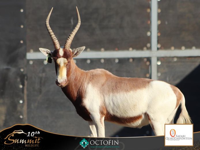 17 4/8" Saddleback Blesbok Ram	