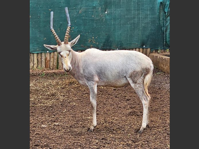 WHITE BLESBUCK | H. BODEMER