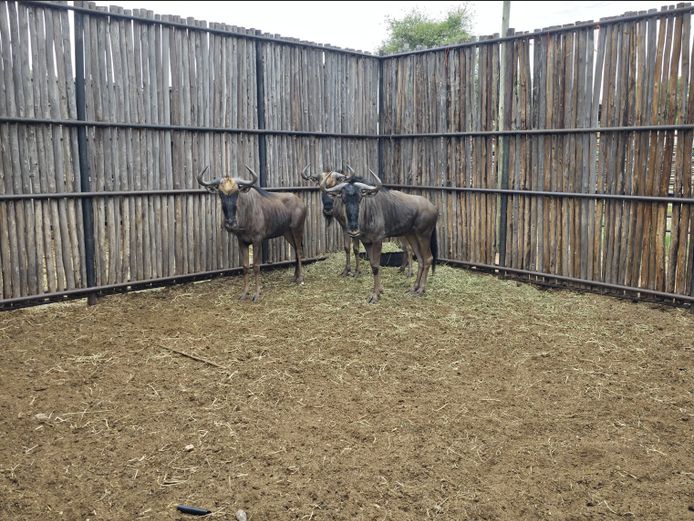 BLOUWILDEBEES | HANLEY