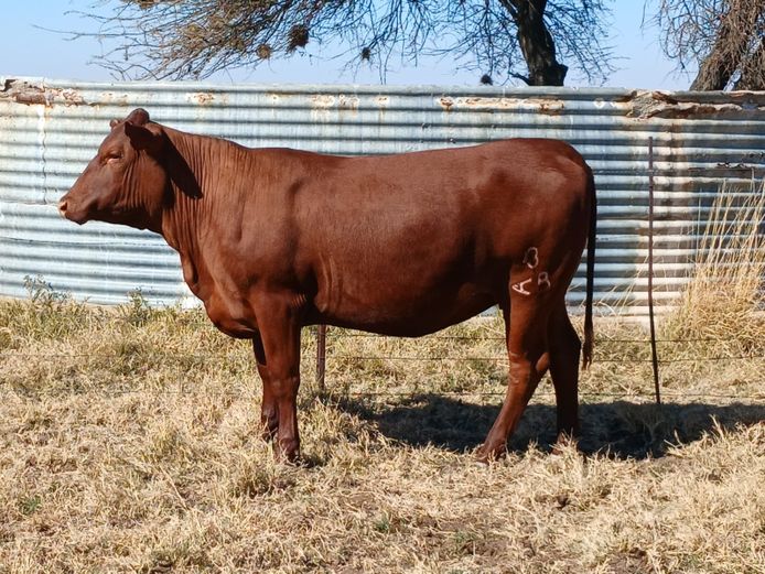 AB 230094 | CCR BEEF (PTY) LTD