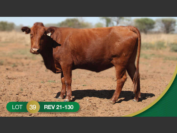 REV210130 | REVELAS BONSMARAS