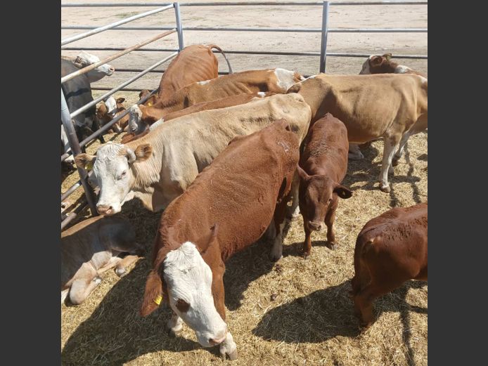 COWS WITH CALVES  | DOLL FARMING PREMIUM AUCTION