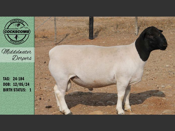 24-184 | Middelwater Dorpers