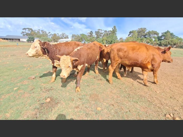 Hereford & Angus kalf