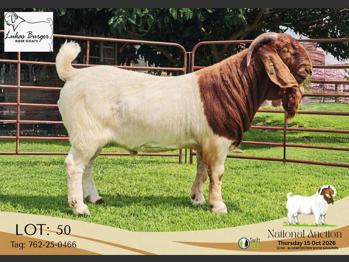 762-25-0466 | AWA Burger Boerbokstoet