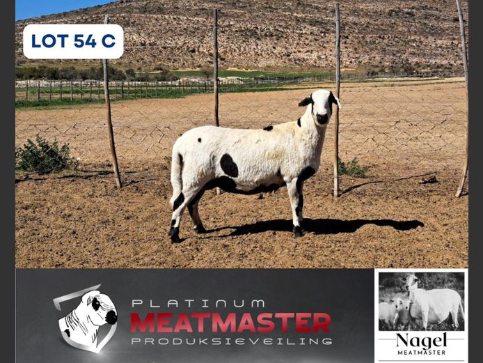 NM24 3256 | Hein Nagel - Nagel Meatmasters, Ladismith WK