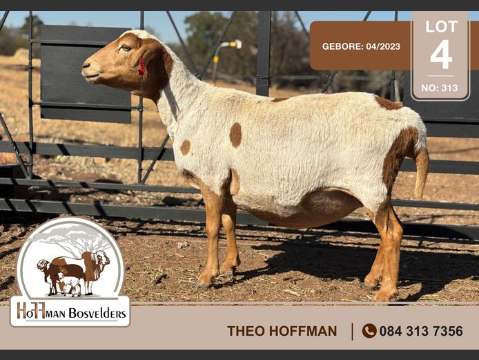 313 | HOFFMAN BOSVELDERS