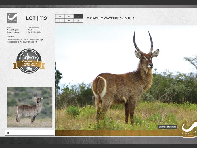 Waterbuck | Woody Cape Wildlife (Pty) Ltd