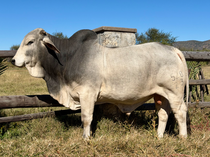 23-0520KU | KUPFERBERG BRAHMAN