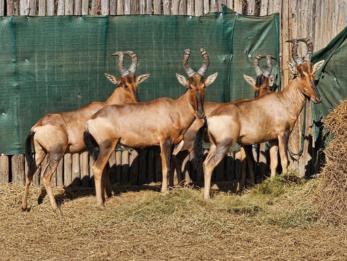 RED HARTEBEEST | NOOITGEDACHT