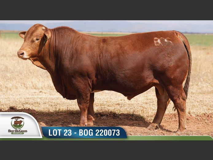 BOG 220073 | BEEF ON GRASS