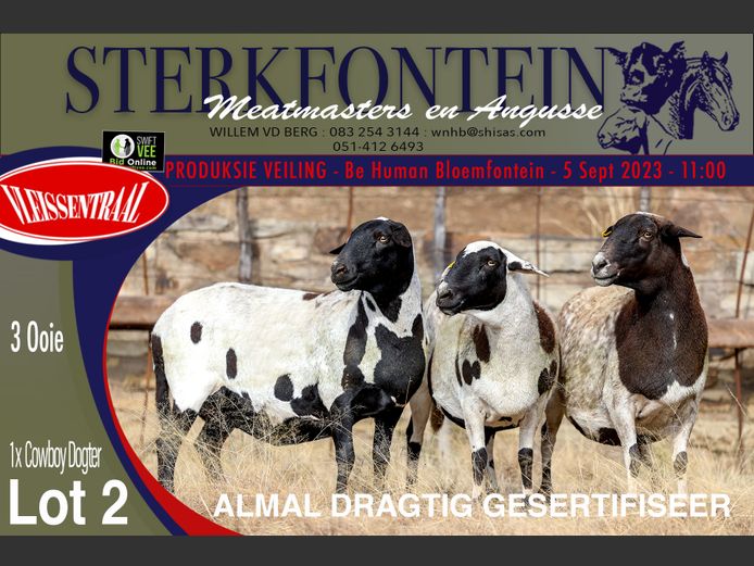 Ewes | Sterkfontein Meatmasters