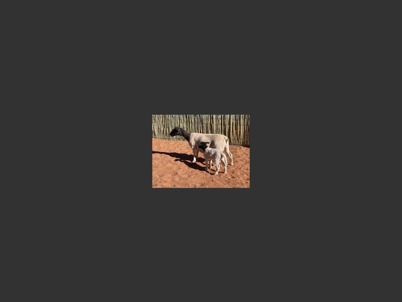 images