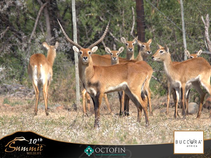 Kafue Lechwe Ewes running with 26" Bull	