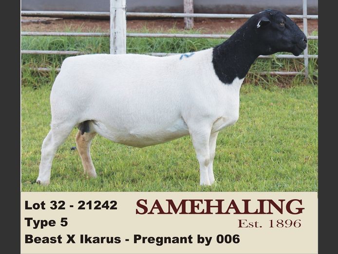 21242-330 | SAMEHALING DORPERS