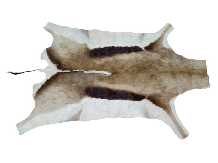 Genuine South African Springbok Hide / Pelt