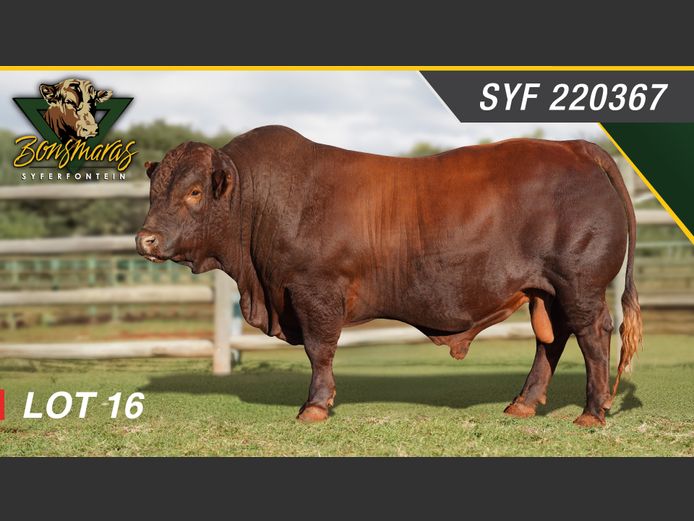Lot 16 | SYFERFONTEIN BONSMARAS 26STE PRODUKSIEVEILING | SwiftVEE ...