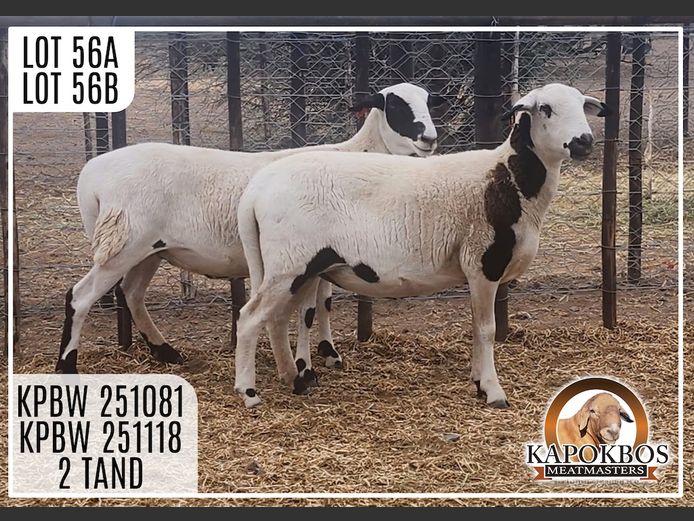 KPBW251118 | Kapokbos Meatmasters