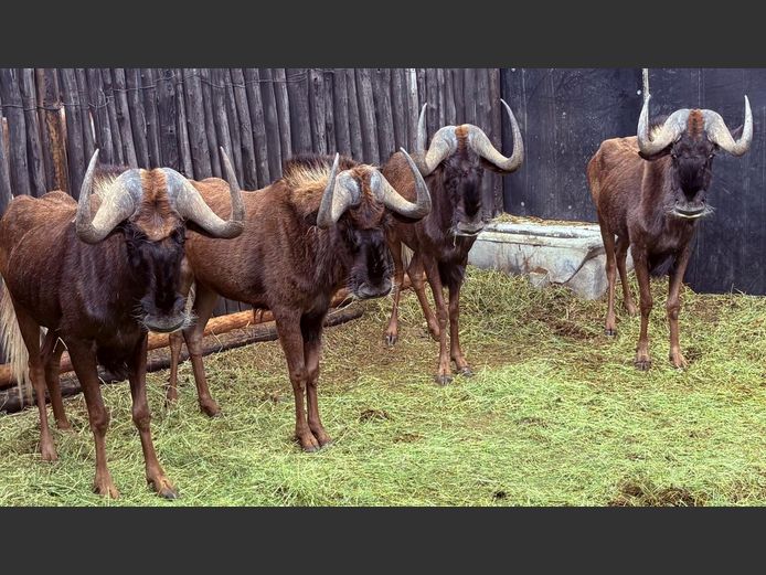 Swart Wildebees Bulle