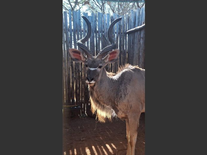 KOEDOE | PJ VAN HEERDEN