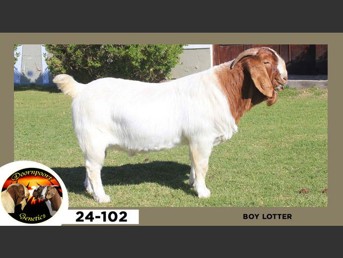 24-102  |  Boy Lotter