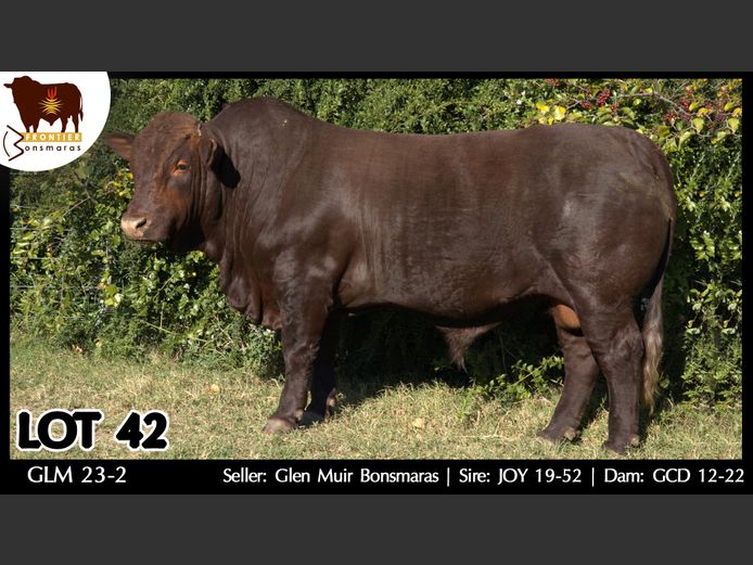 GLM 230002 | GLEN MUIR BONSMARAS