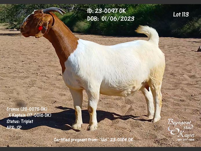 23-0097 OK | Kayser Boergoat Stud