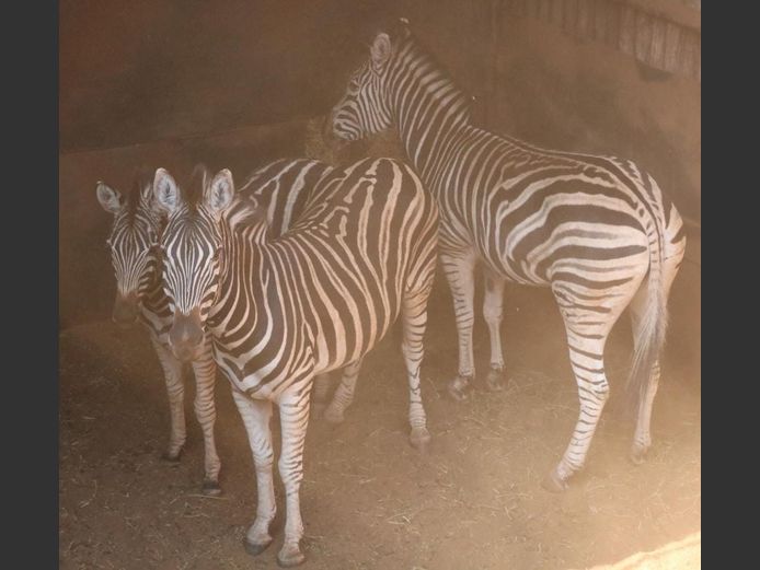 ZEBRA