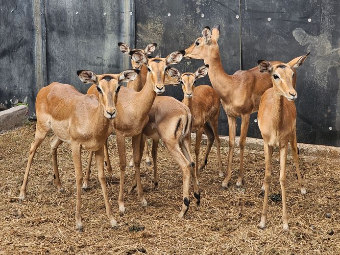 IMPALA | NYLSVLEI