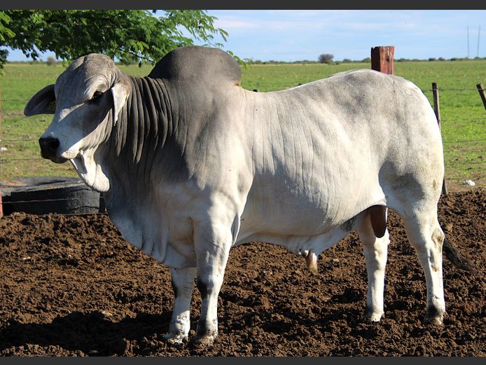 22-0022KG | MAKALANI BRAHMAN