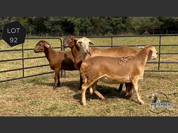 Ewes | Waterberg Meatmaster 