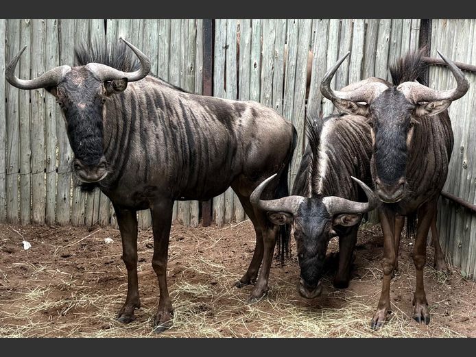 Blou Wildebees Bulle