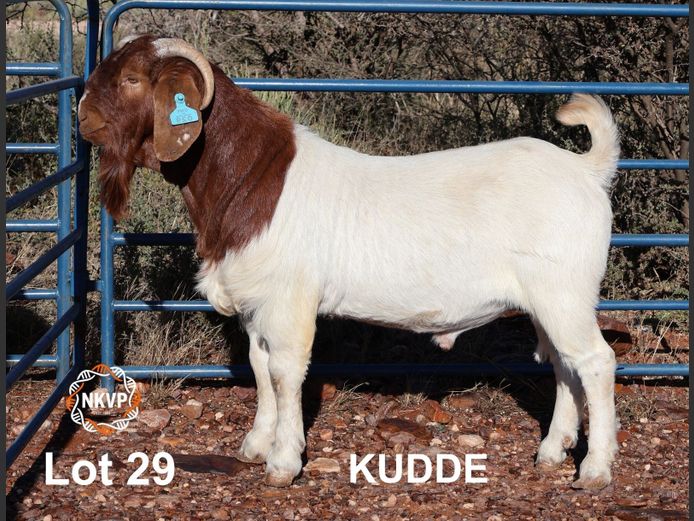 1093250024 | DK BOERDERY