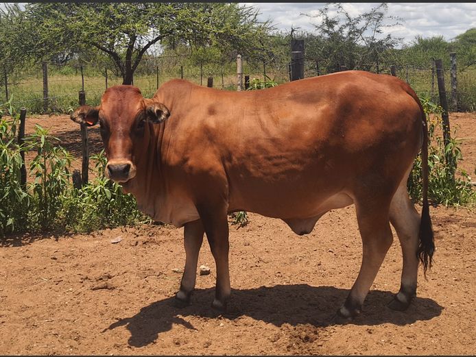 Commercial Animals | BOTHMA NGUNIS (BORGUNI)