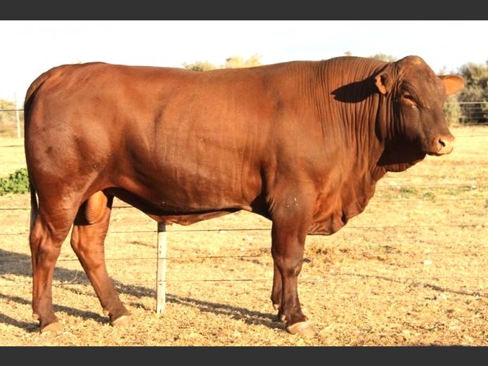 AB230155 | CCR BEEF (PTY) LTD