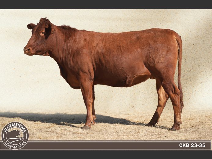 CKB230035 | CHRIS KRUGELL BLOEMENDAL