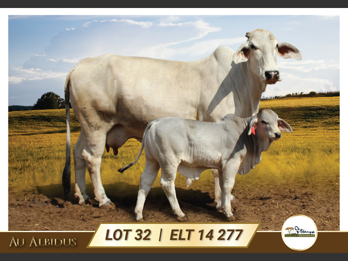 ELT14277 | TERBLANCHE LS