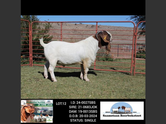 24-0027SBS | SAAMSTAAN BOERBOKSTOET