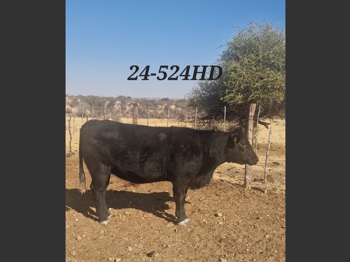 24-0524HD | MECKLENBURG BLACK ANGUS